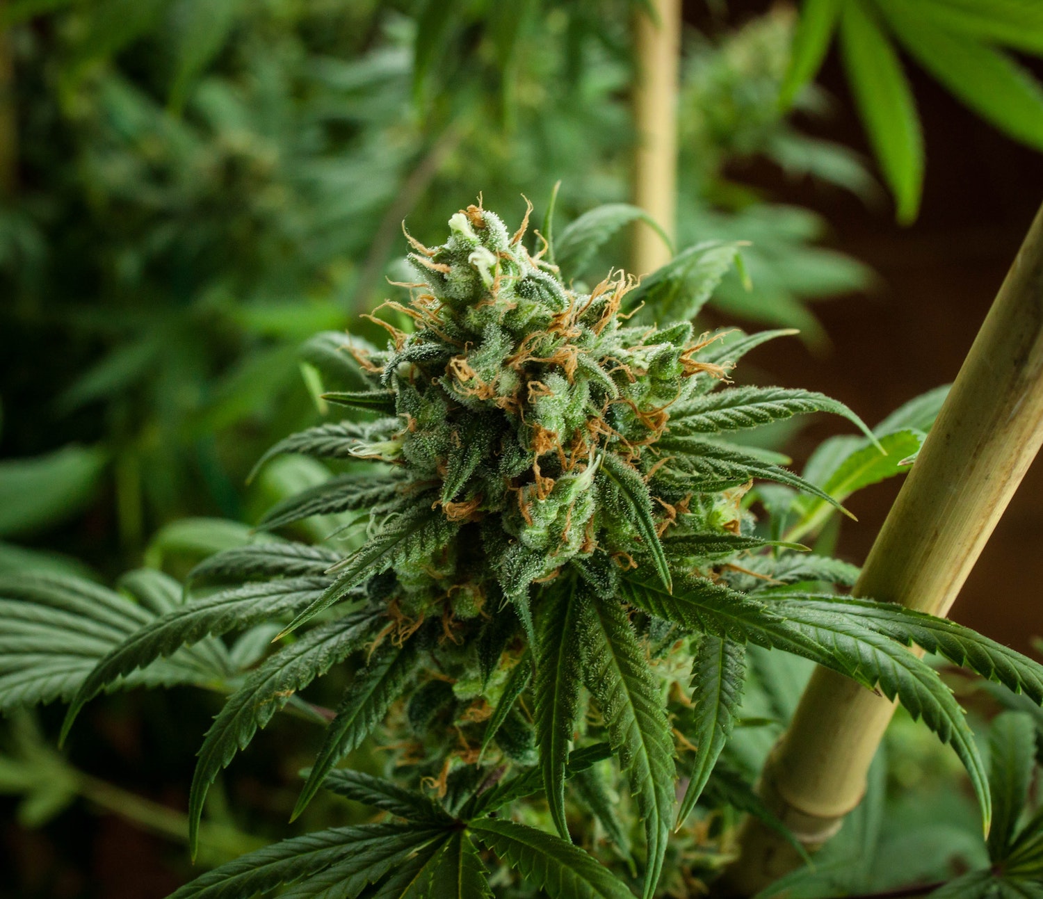 top five weed strains for daytime use