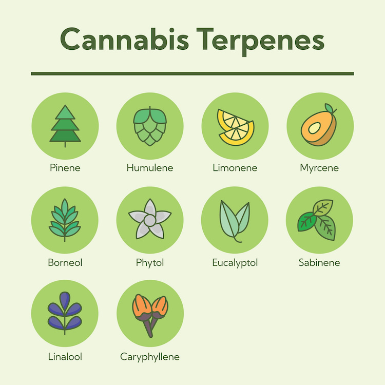 popular cannabis terpenes